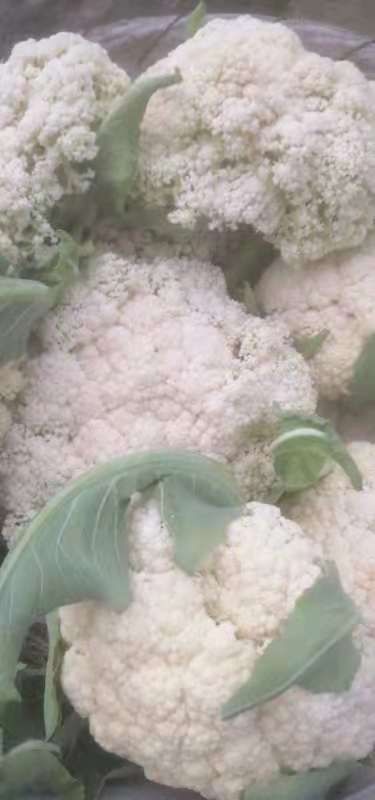大邑县白花菜花 优质散花