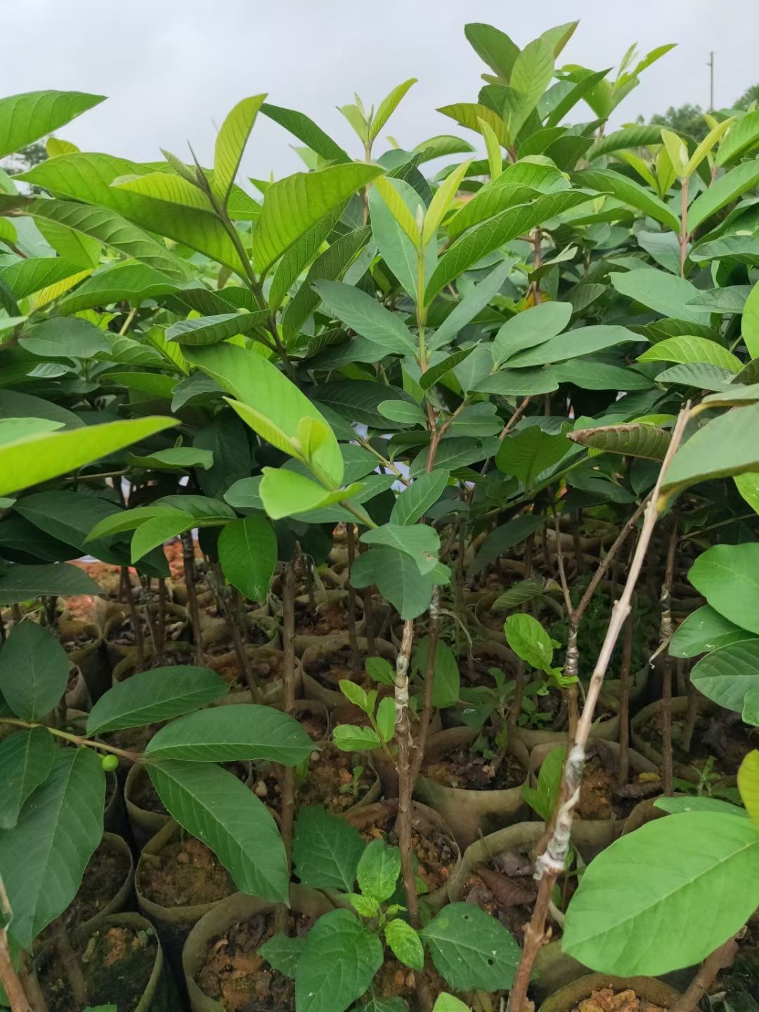 番石榴苗，胭脂红番石榴苗