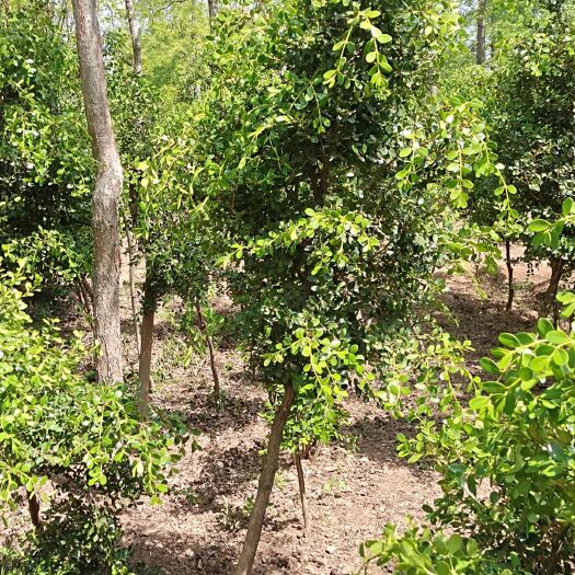 新沂市高杆瓜子黄杨地径3公分高1.8－2.2米大型绿植庭院别墅工程