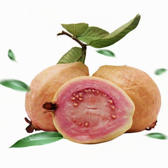 番石榴苗，胭脂红番石榴苗