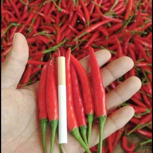 上林县 小米椒