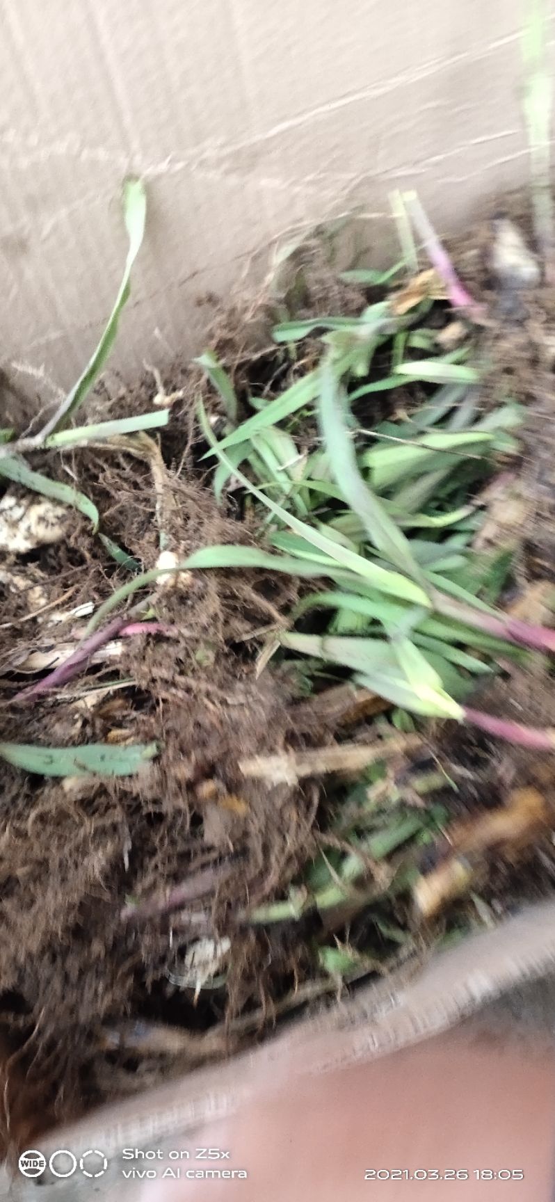 狼尾草  金银草