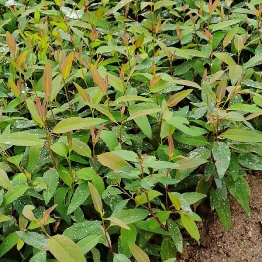 桂林荔浦供应健康桉树苗茁壮成长优选苗圃基地直销苗木