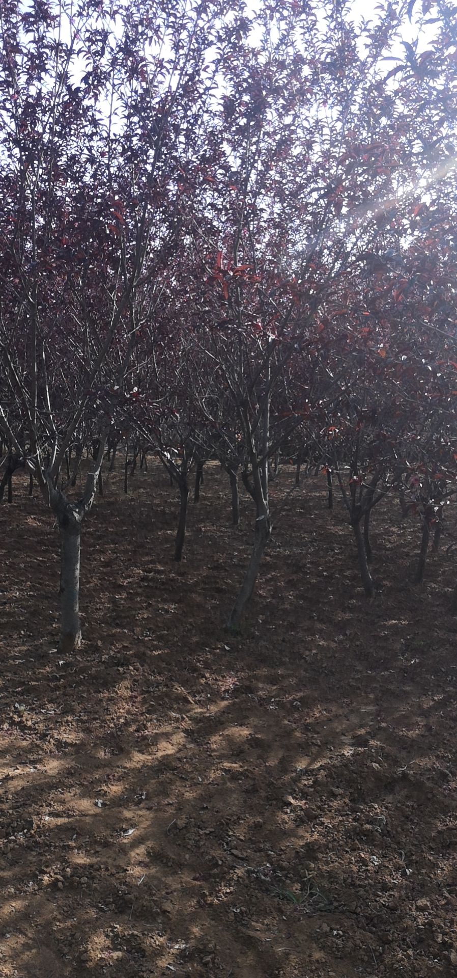 碧桃苗木 红叶碧桃树苗价格绿叶碧桃苗木价格