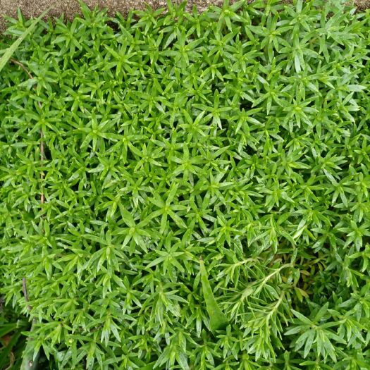 蕲春县垂盆草草
