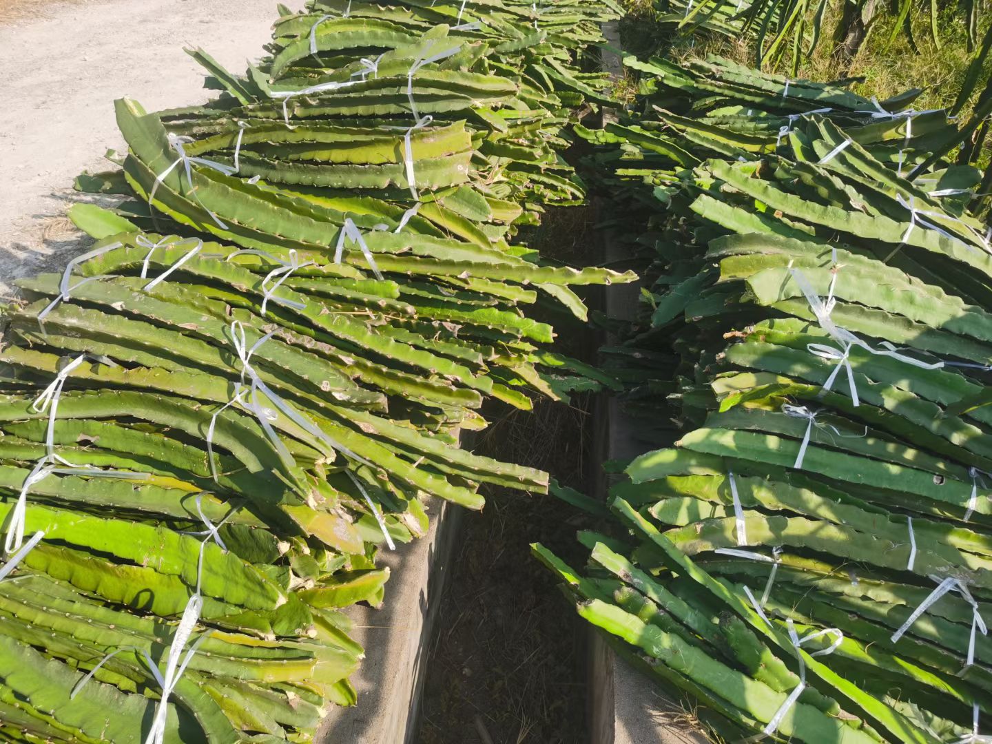  红心、水晶系列火龙果苗