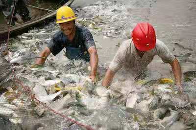 青鱼苗  渔场直销鲫鱼  花鲢 鱼苗等