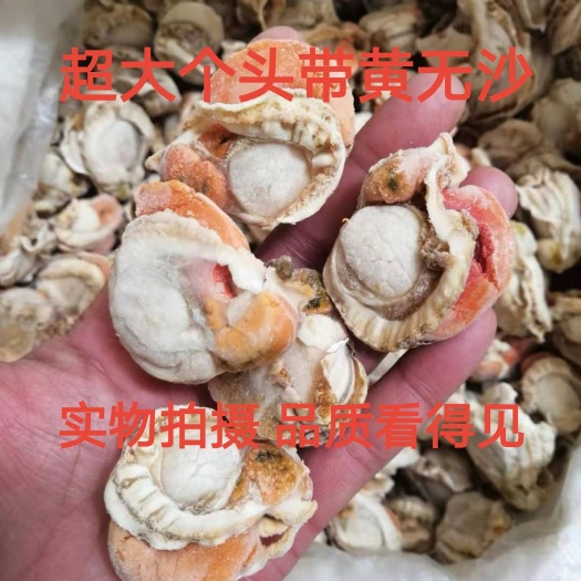 原汁扇贝肉 长岛扇贝 北城红贝 新鲜煮冻无冰衣 烧烤餐饮必备