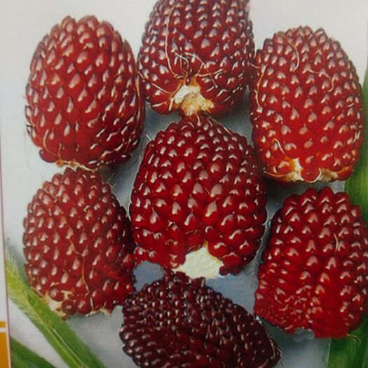 草莓玉米种子  草莓小玉米 外形美观 营养价值高 生食味更美