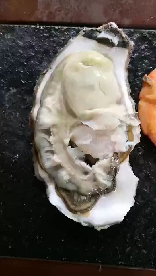 三倍体生蚝 乳山生蚝批发规格齐全精品三倍体适合酒店烧烤高压锅海鲜大咖