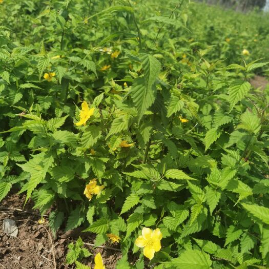 沭阳县棣棠花 棣棠苗 基地 大量出售 各种规格