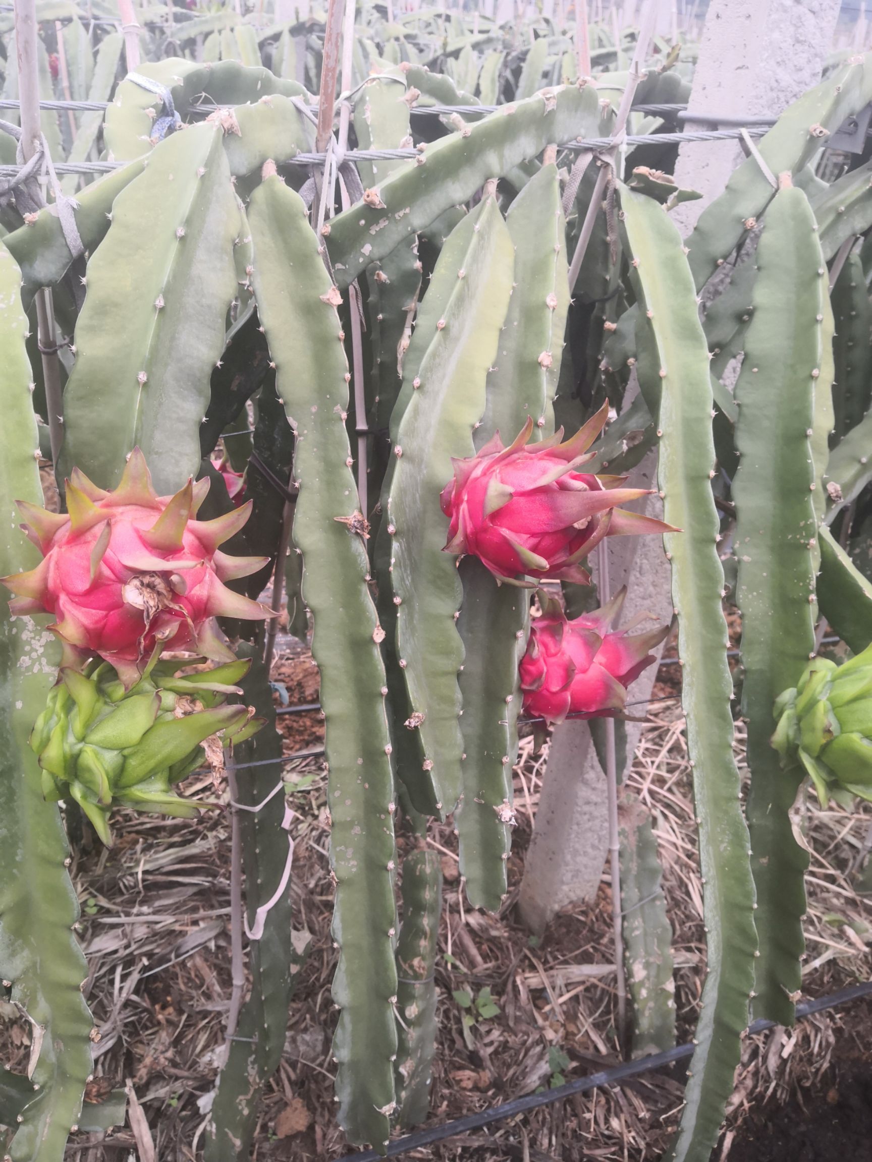 红宝龙火龙果苗  出售红宝龙红心火龙果