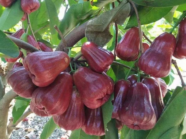 黑金刚莲雾苗  莲雾果苗，黑金刚莲雾  大叶红莲雾 新品种黑糖芭比莲雾苗