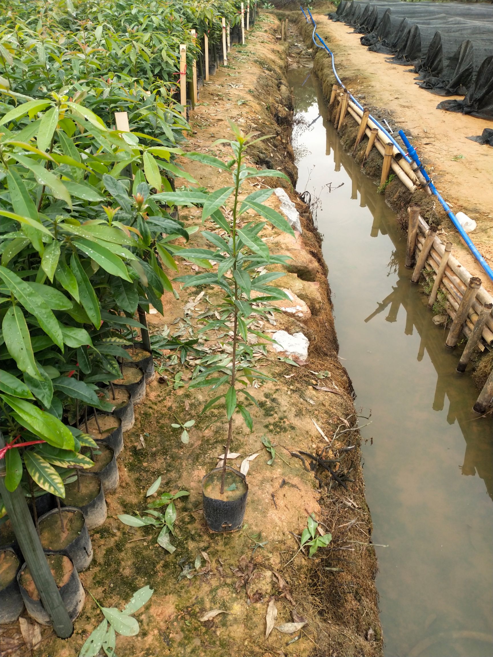 木荷大袋苗，5斤木荷大杯苗供应，