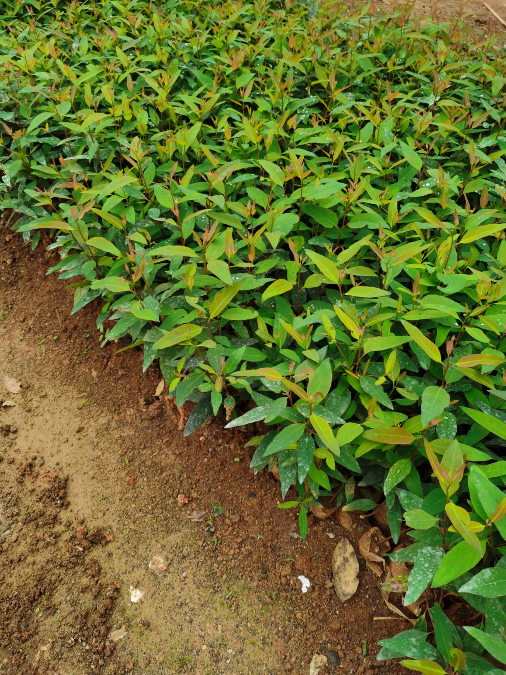 桂林荔浦供应健康桉树苗茁壮成长优选苗圃基地直销苗木