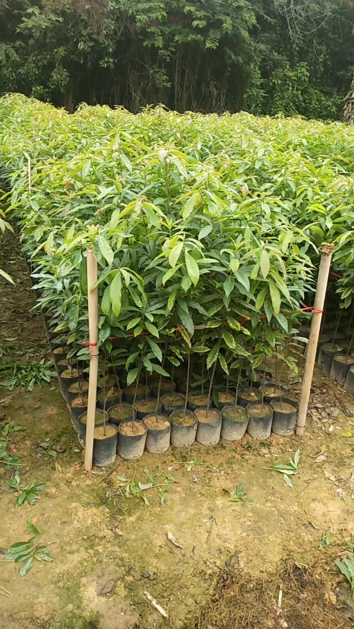 木荷大袋苗，5斤木荷大杯苗供应，