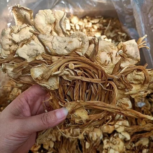 江湖地摊热销全干优质茶树菇,今年的新货,一件40斤,质量保证