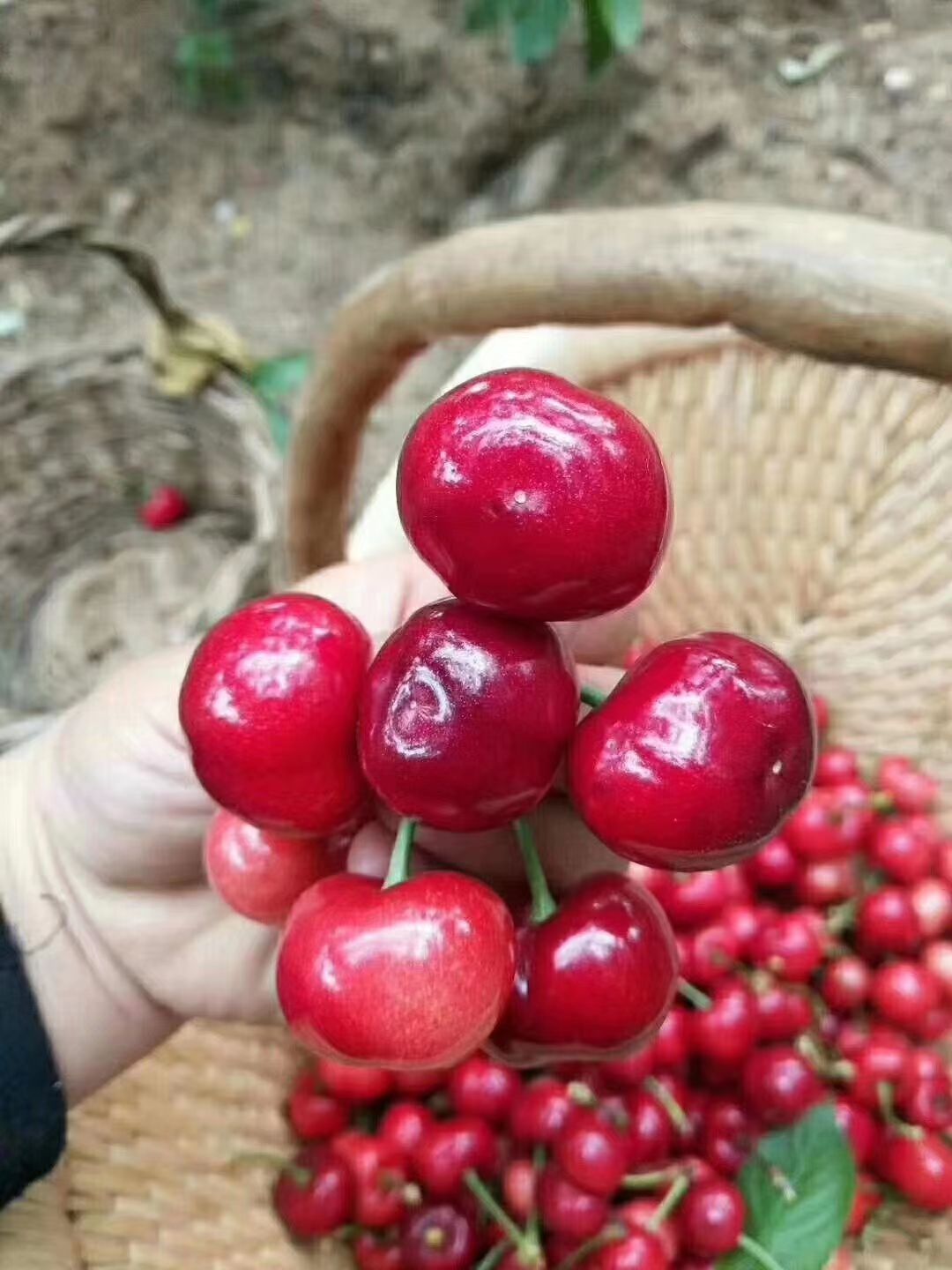 红灯樱桃  自家果园现摘，山东樱桃美早大果，新鲜应季水果香甜可口