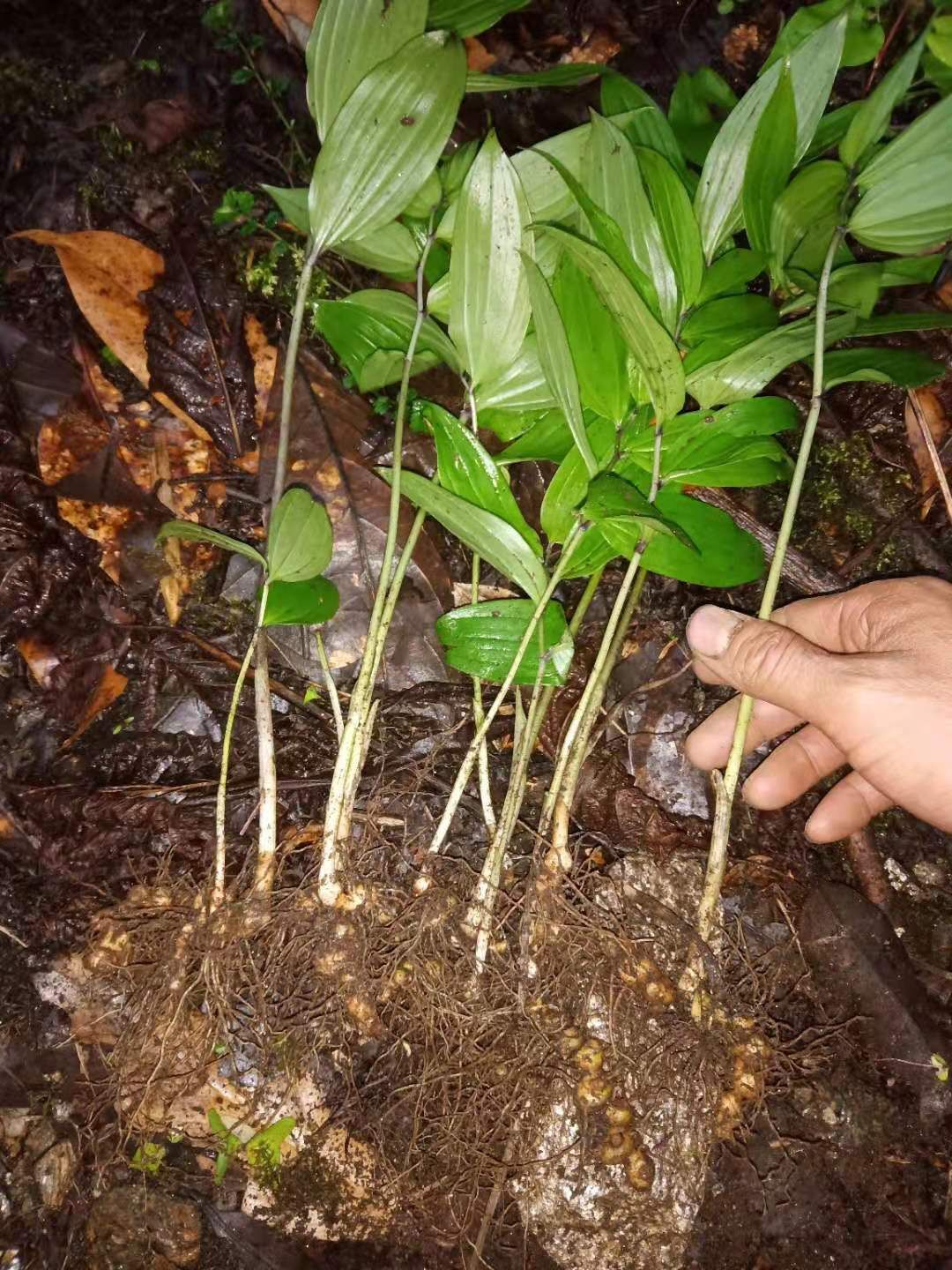 黄精种苗  姜型多花黄精苗