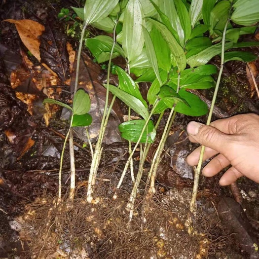 峨边县黄精种苗  姜型多花黄精苗