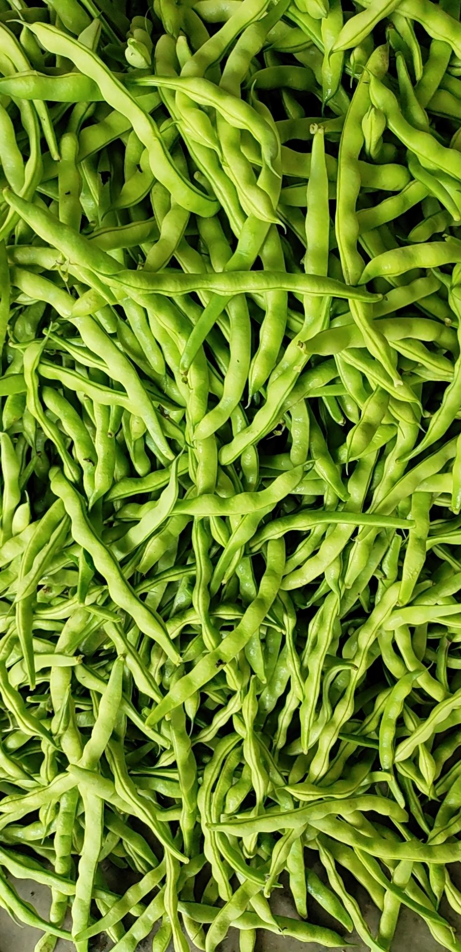 九粒白芸豆 肉豆，九粒芸豆，青棒肉豆，大量上市，货漂亮，