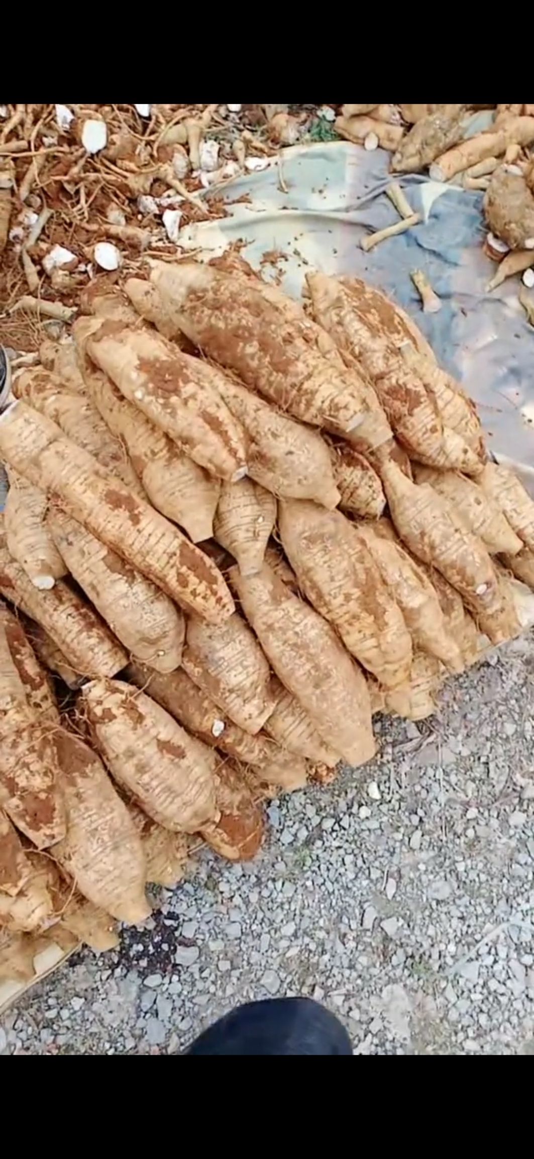 粉葛  新鲜葛根