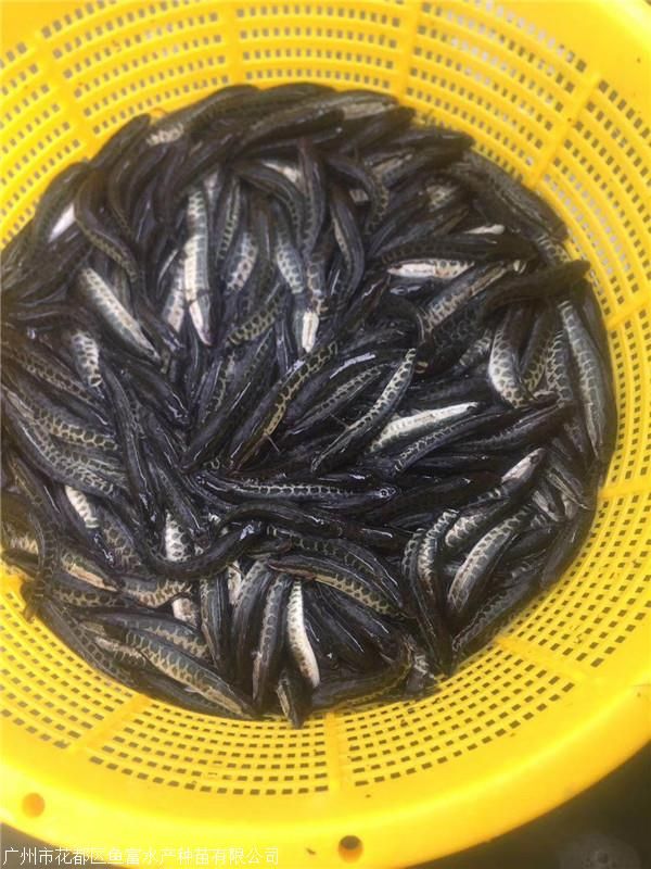 黑鱼苗 黑鱼 乌鱼苗生长速度快 抗病能力强