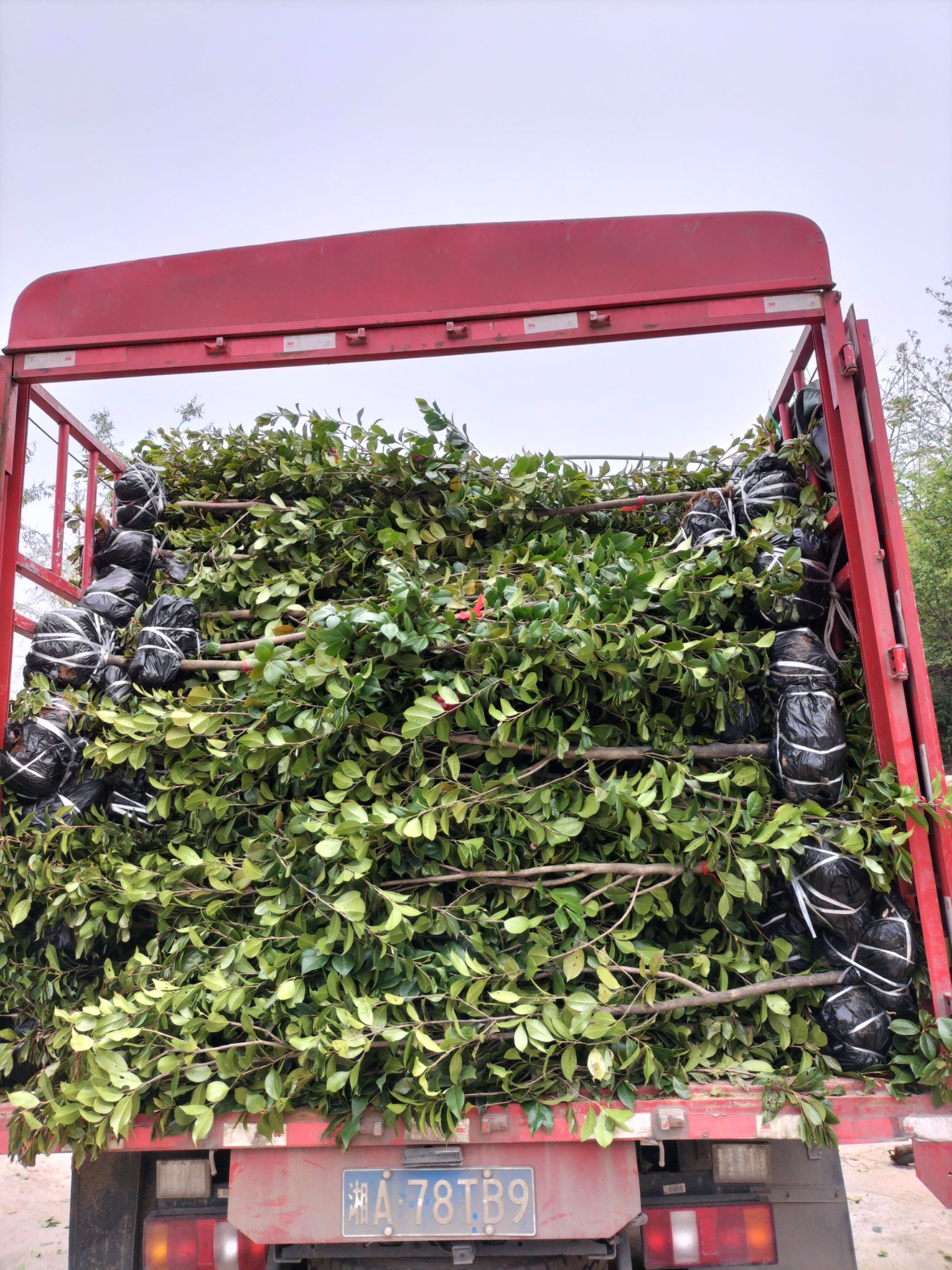 五色赤丹  茶花 茶花树 六角大红和七芯茶花高约30公分~2