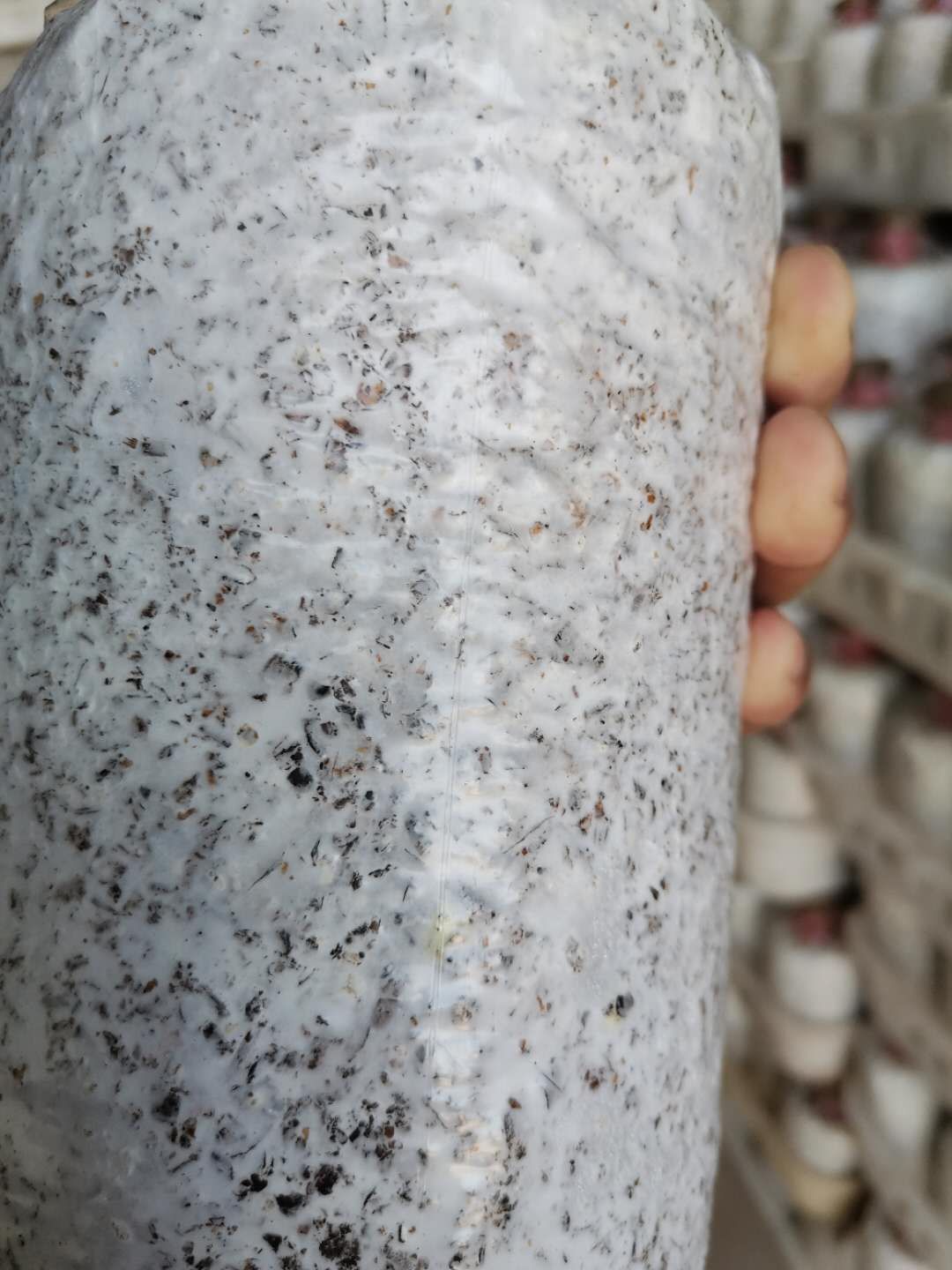 金乡县鸡枞菌菌种  大量供应优质高产黑皮鸡纵菌包