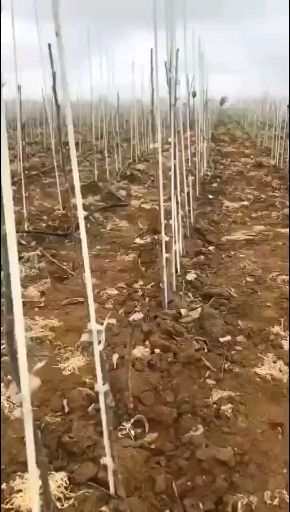 小拱棚杆 种植大棚 玻璃纤维立柱 拱棚保温棚骨架 代替竹片 钢管 蔬果支撑架