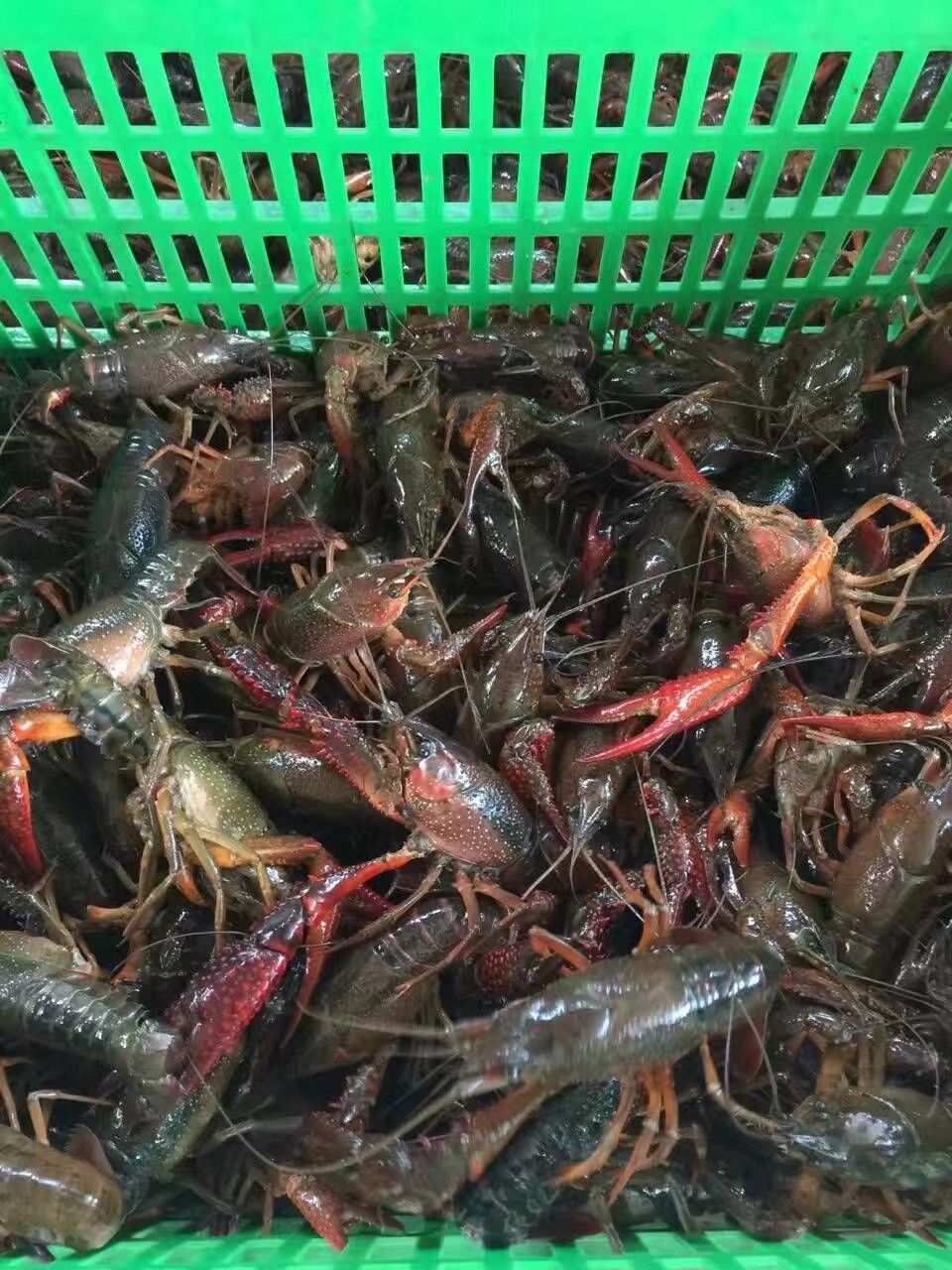 江苏盱眙小龙虾456钱789钱规格齐全干净有肉龙一手货源