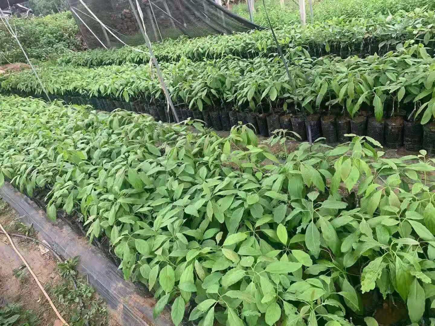 牛油果苗，哈斯牛油果果苗带杯发货