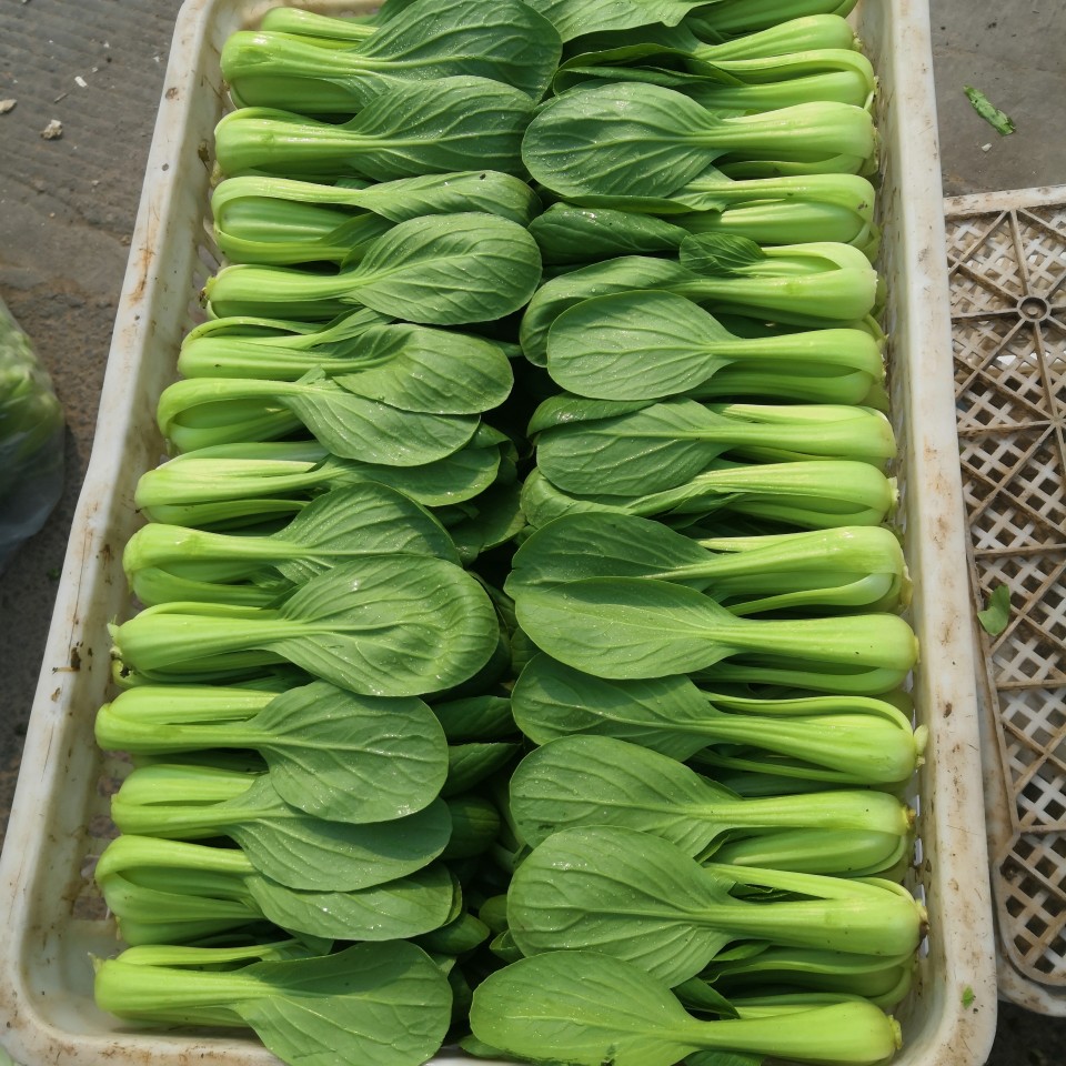 上海青 山东曹县万亩油菜基地精品油菜