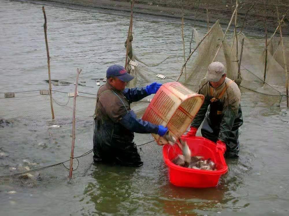 鲫鱼  淡水鱼养殖场批发鲫鱼 各种鱼苗 各种垂钓用成品鱼