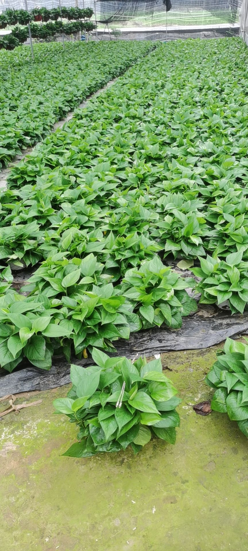 绿萝盆栽苗木花草室内观叶植物净化空气办公家居装饰