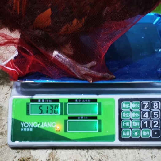 晴隆县 一年半的土鸡公鸡，母鸡。毛衣漂亮。鸡冠大而肥。青脚麻。