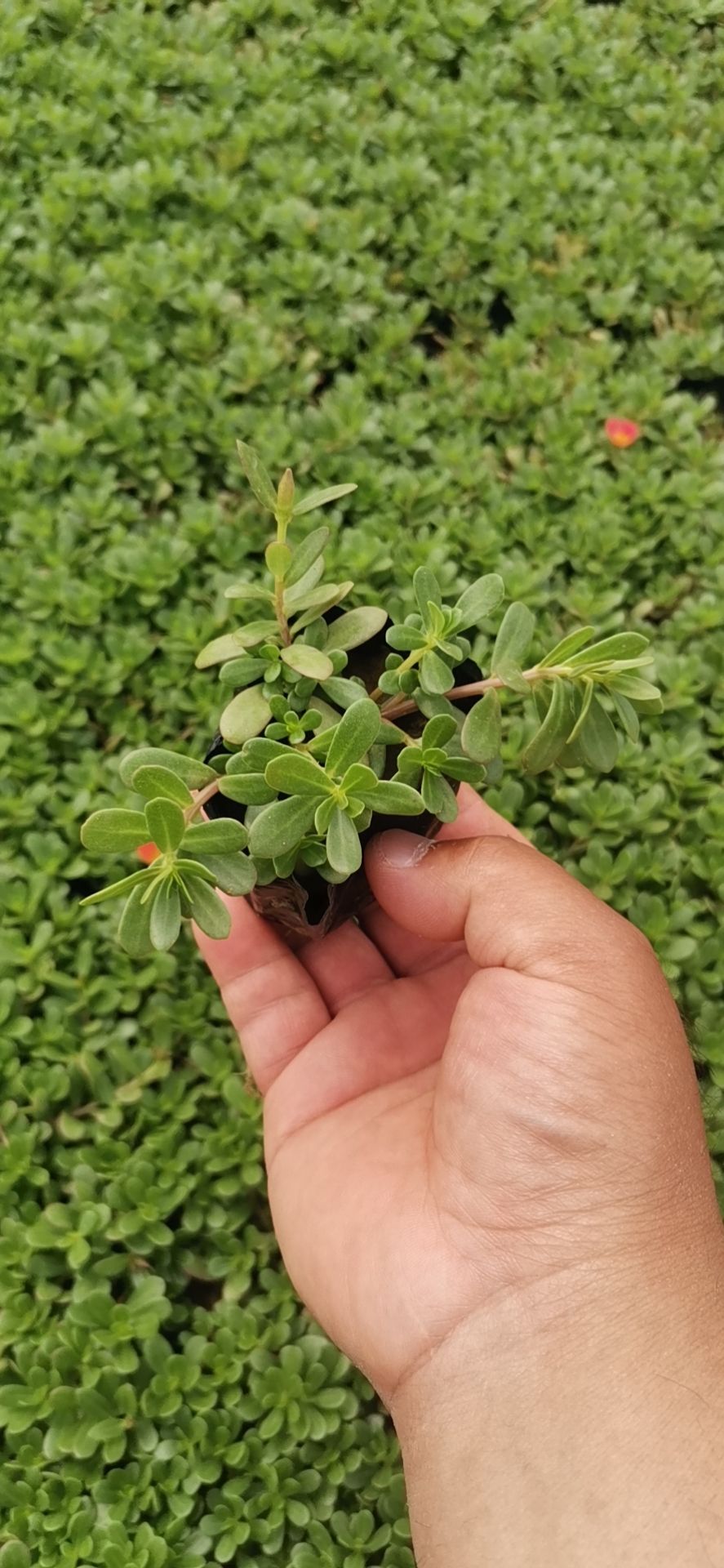 草花  优质太阳花 多色太阳花 场地直发 量大优惠