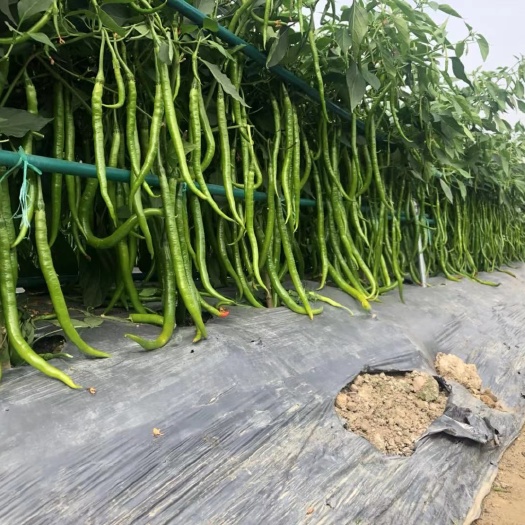 通海县辣椒苗  线椒，螺丝椒，小米辣，朝天椒苗，二荆条线椒苗