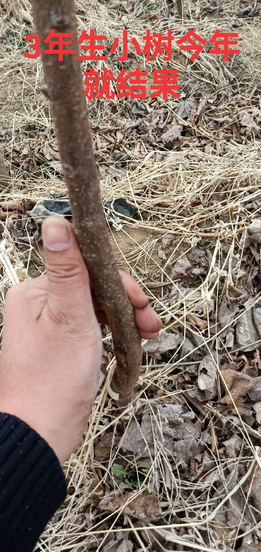 寒富苹果树苗  清地处理捡便宜的联系，占地小树。