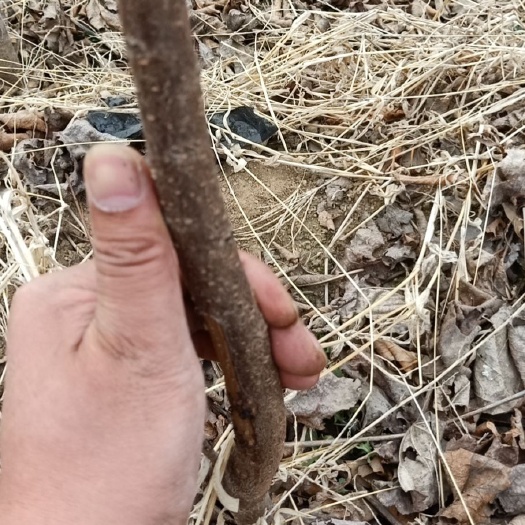 盖州市寒富苹果树苗  清地处理捡便宜的联系，占地小树。