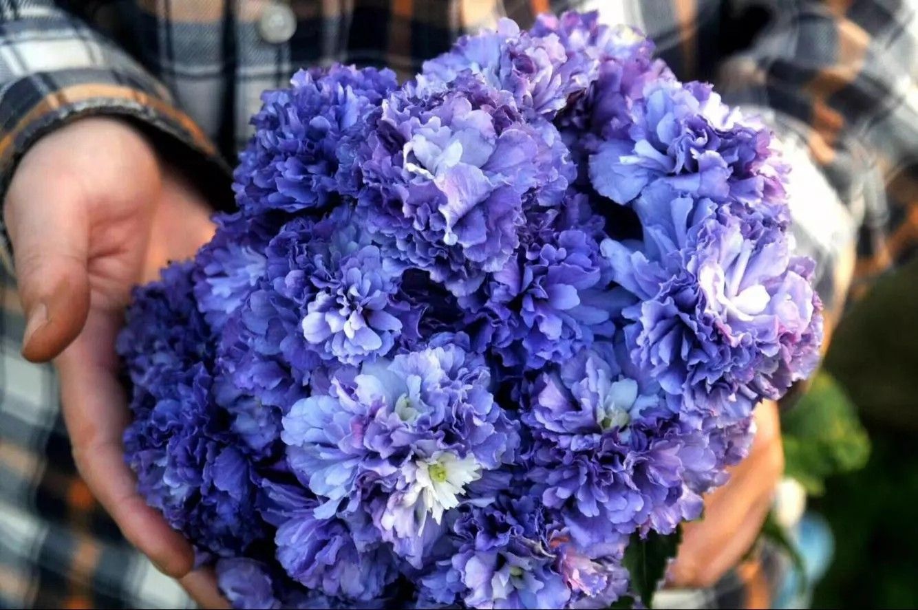 红花木槿 日本花卉紫玉木槿