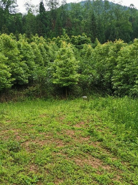 楠木，小叶楠木  桢楠 ，金丝楠木