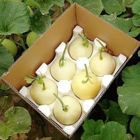 白玉甜瓜 阎良甜瓜