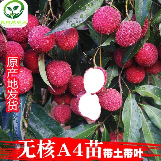 灵山县A4无核荔枝苗 正宗嫁接苗  包邮费发货 品种保证