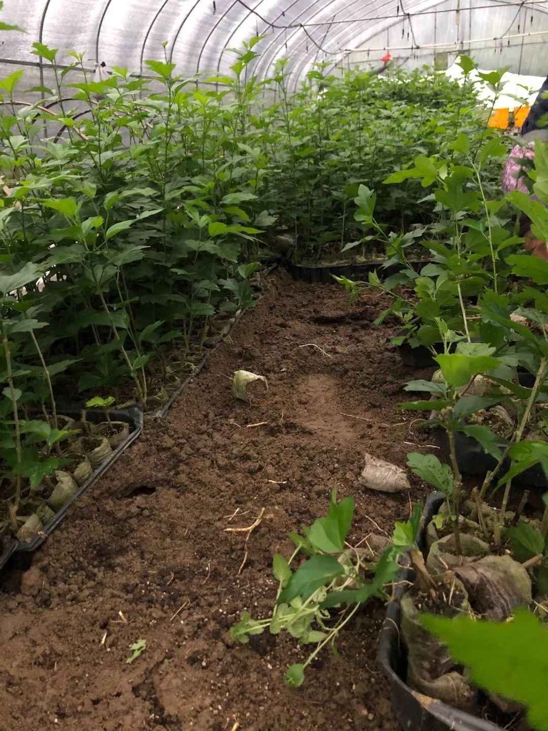 红花木槿 日本花卉紫玉木槿