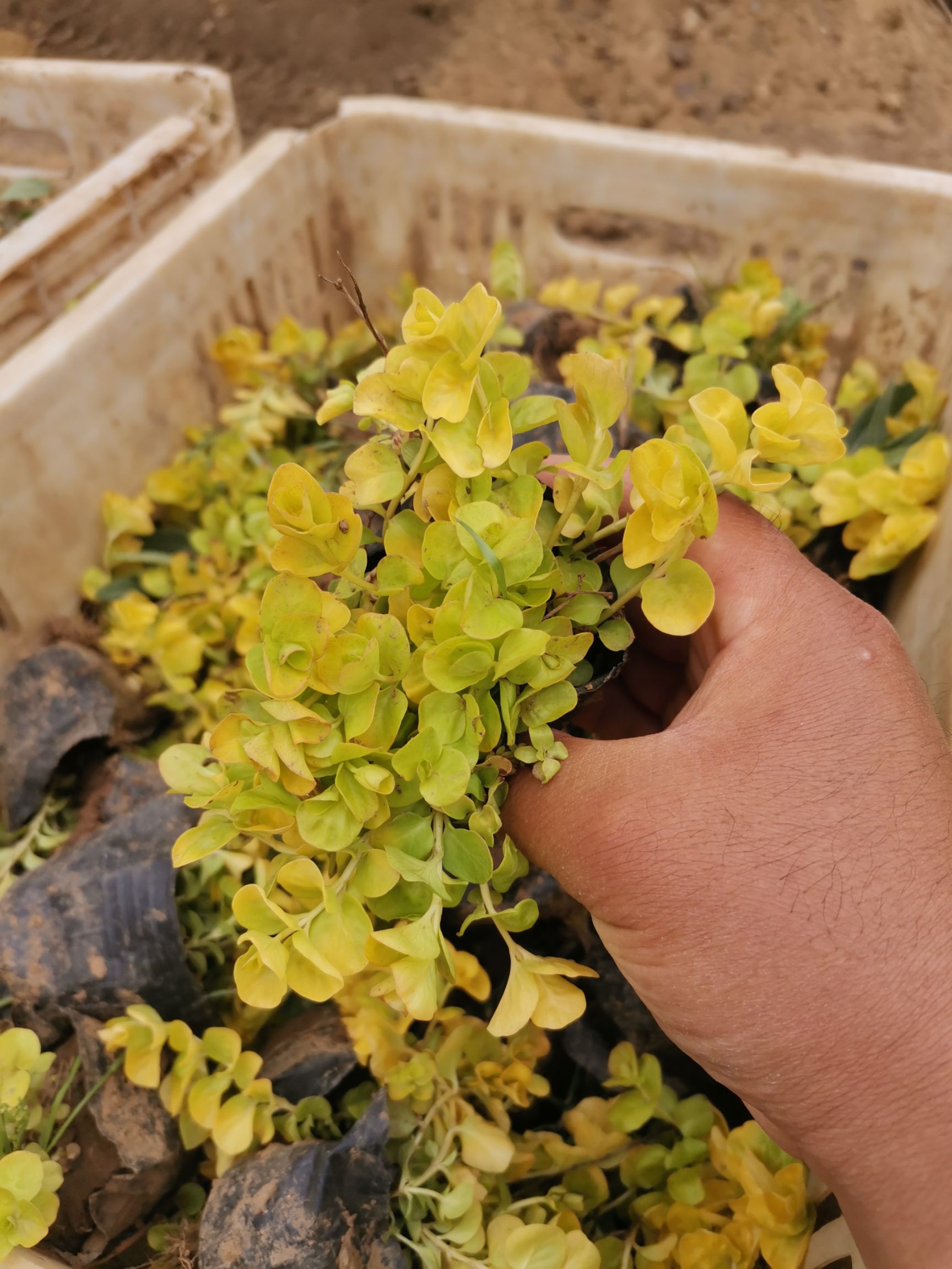 金叶过路黄 过路黄 量大从优 产地直发