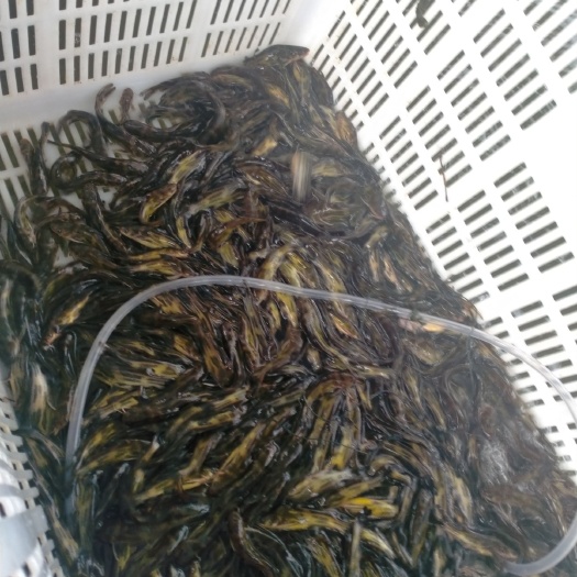 贵定县黄颡鱼苗  黄骨鱼，黄颡鱼大量上市