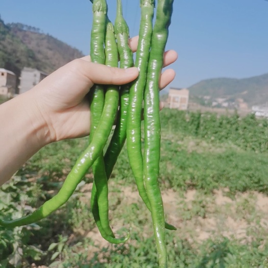 丘北县精品线椒线椒