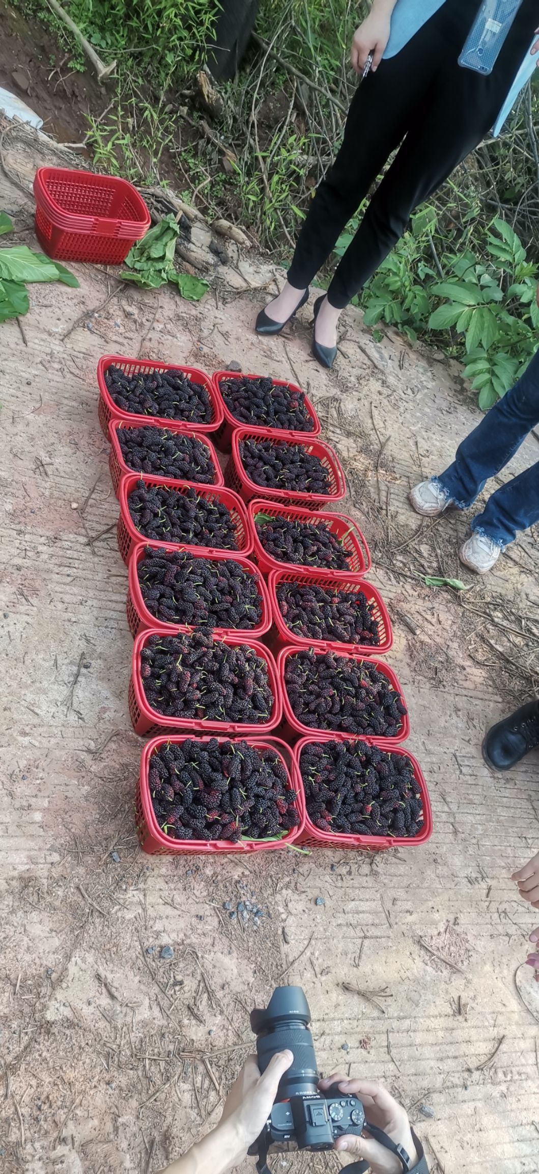 衡阳市云集向阳桥基地特产黑桑葚 桑葚（水果）