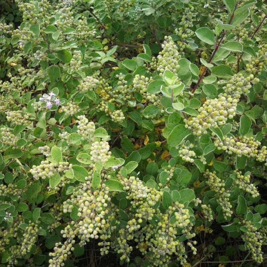 河池蔓荆子苗  高产，高含量江西单叶蔓荆子